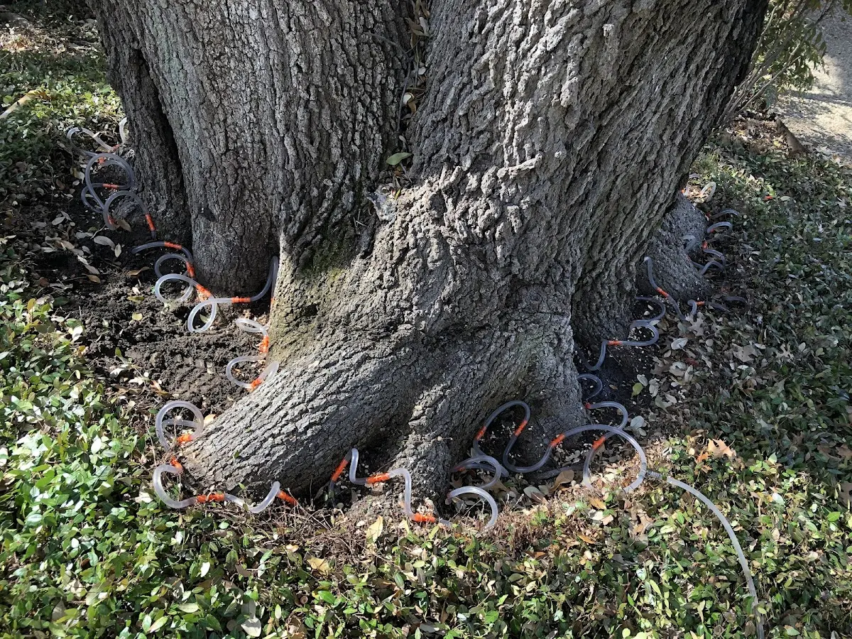 Detailed Tree Cabling and Bracing job site in Rosemead
